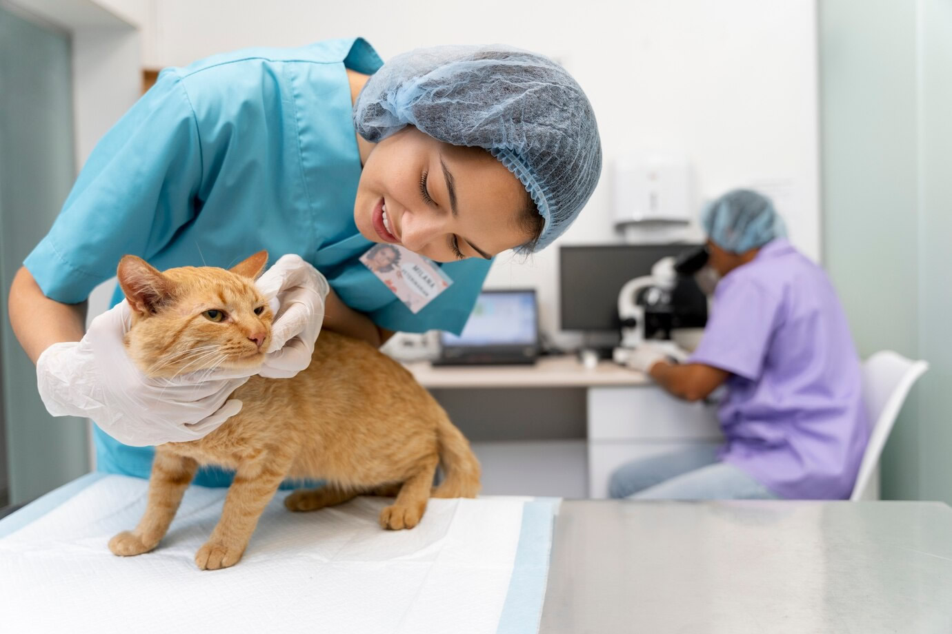 Veterinary Attorney